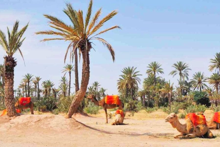 Balade en Chameau à la Palmeraie de Marrakech